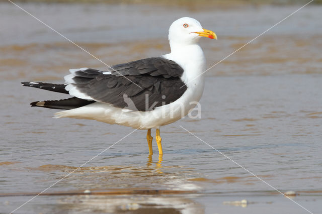 Kleine Mantelmeeuw (Larus fuscus)