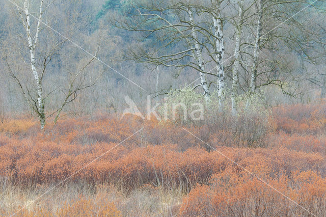 Bog myrtle (Myrica gale)