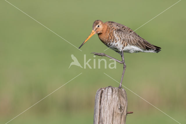 Grutto (Limosa limosa)