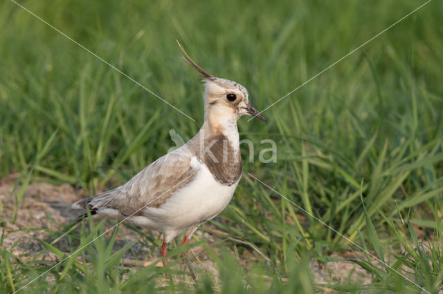 Lapwing (Vanellus vanellus)