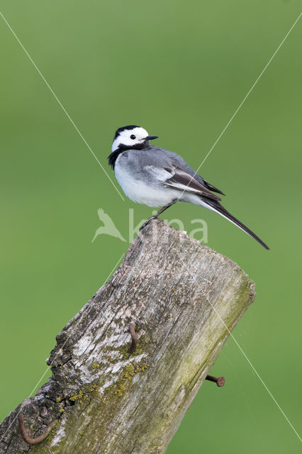 Witte Kwikstaart (Motacilla alba)