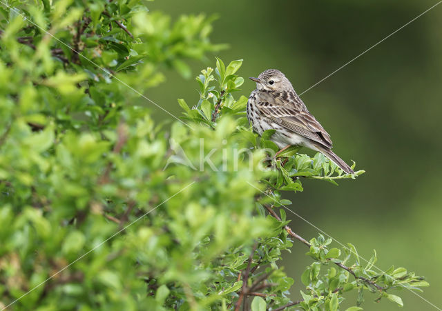 Meadow Pipit (Anthus pratensis)