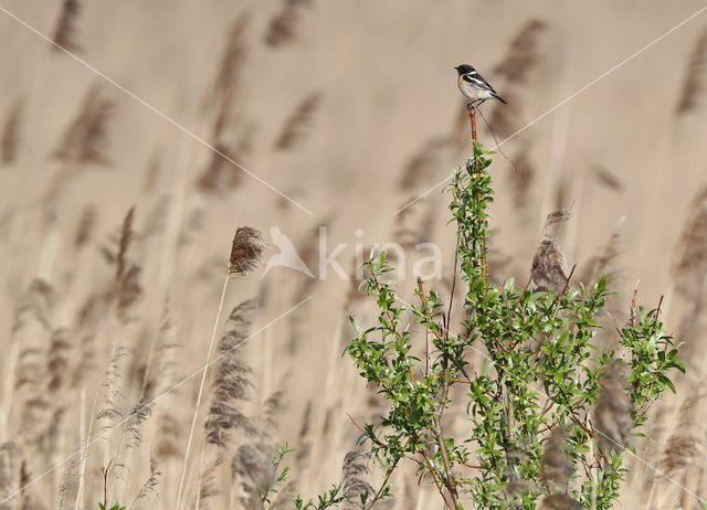 European Stonechat (Saxicola rubicola)