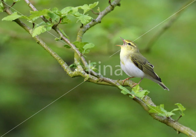 Wood Warbler (Phylloscopus sibilatrix)