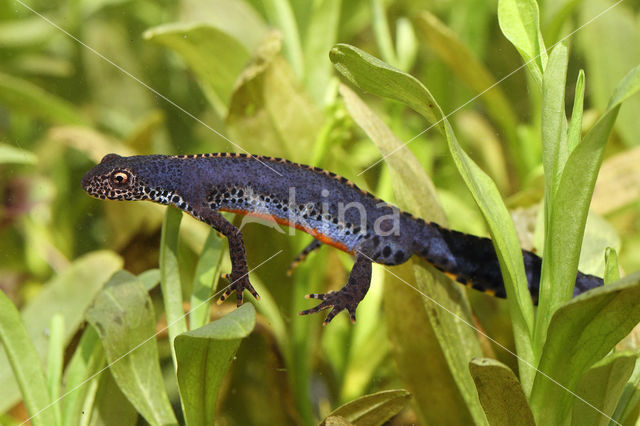 Alpine Newt (Ichthyosaura alpestris)