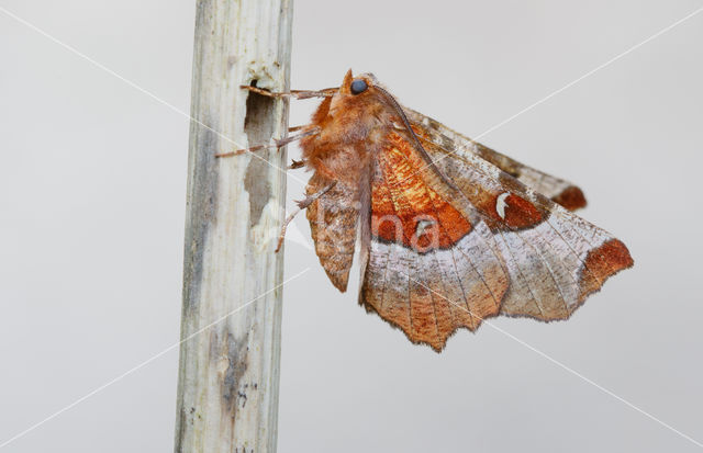 Purple Thorn (Selenia tetralunaria)