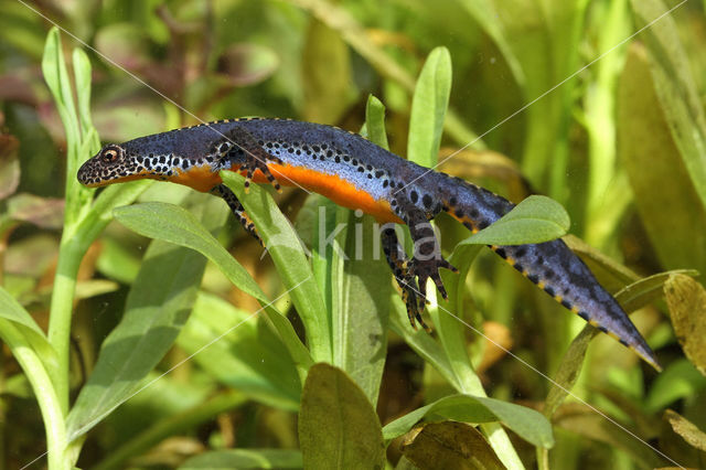 Alpine Newt (Ichthyosaura alpestris)