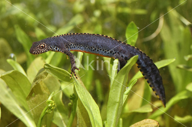 Alpine Newt (Ichthyosaura alpestris)