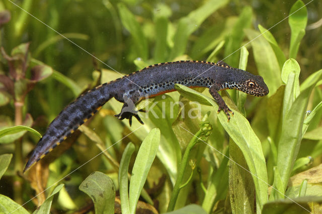 Alpine Newt (Ichthyosaura alpestris)