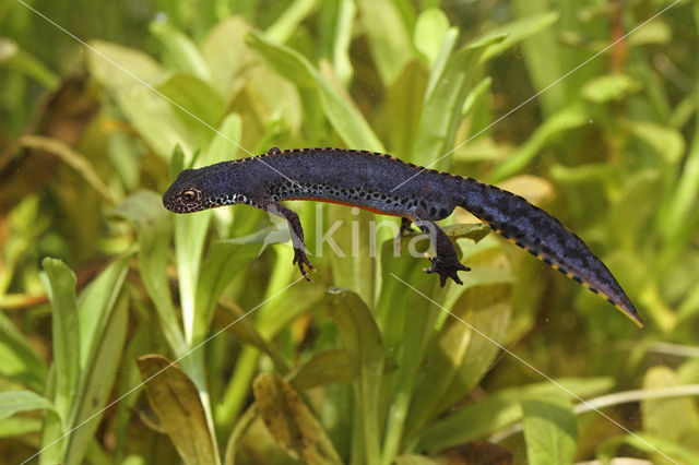 Alpine Newt (Ichthyosaura alpestris)