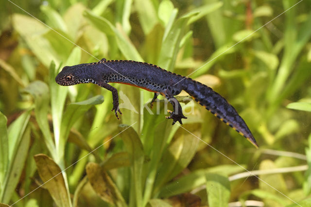 Alpine Newt (Ichthyosaura alpestris)