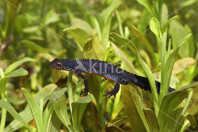 Alpine Newt (Ichthyosaura alpestris)