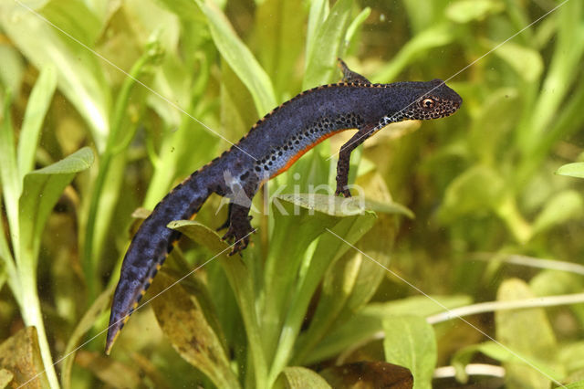 Alpine Newt (Ichthyosaura alpestris)