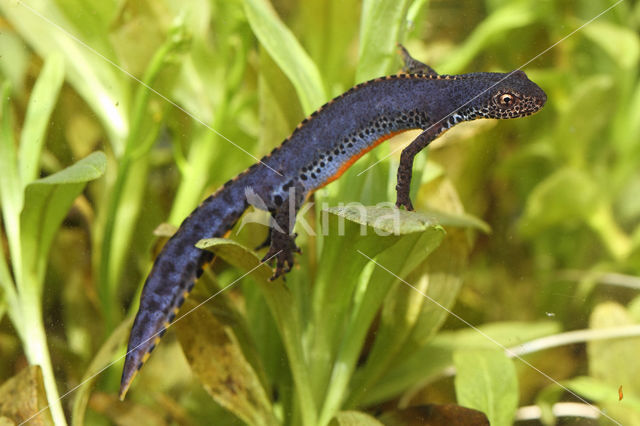 Alpine Newt (Ichthyosaura alpestris)