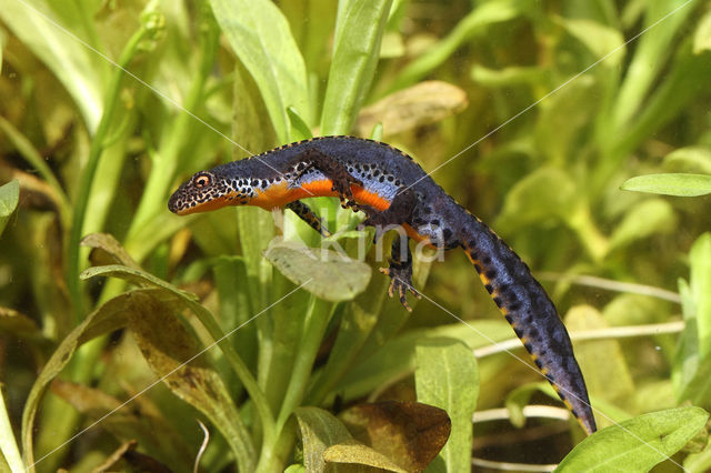 Alpine Newt (Ichthyosaura alpestris)