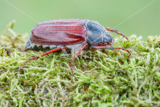 common cockchafer (Melolontha melolontha)