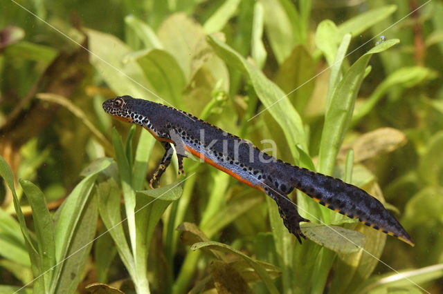 Alpine Newt (Ichthyosaura alpestris)