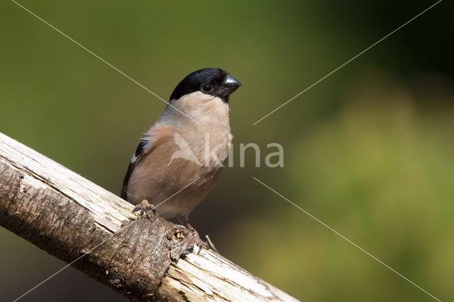 Eurasian Bullfinch (Pyrrhula pyrrhula)