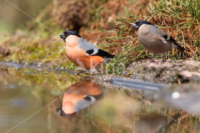 Goudvink (Pyrrhula pyrrhula)