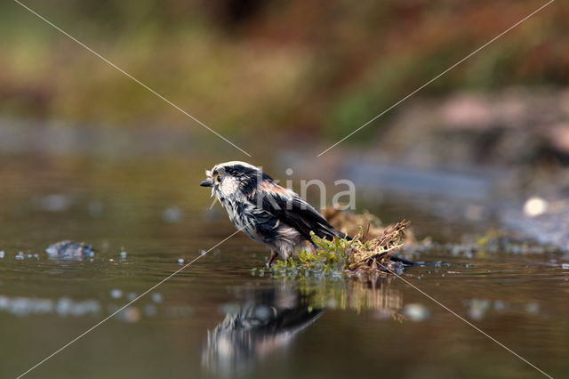 Staartmees (Aegithalos caudatus)