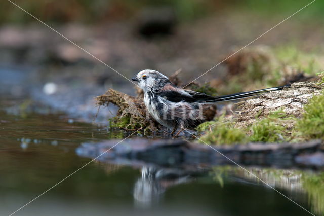 Long-tailed tit (Aegithalos caudatus caudatus)