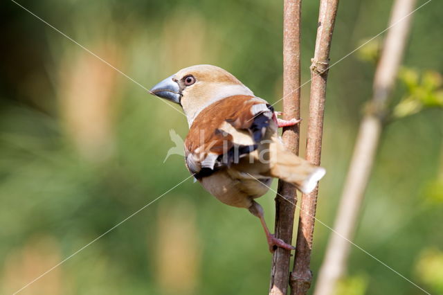 Hawfinch (Coccothraustes coccothraustes)