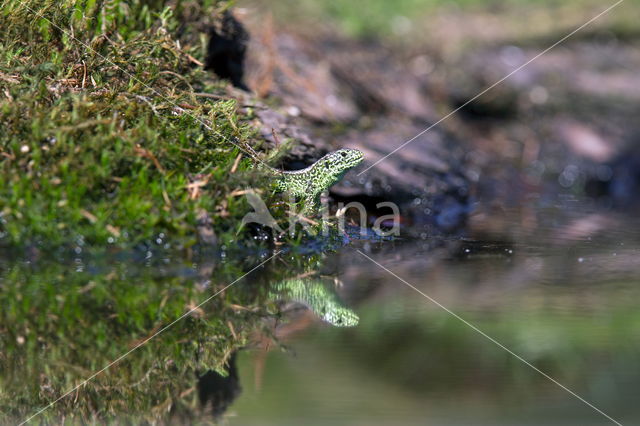 Zandhagedis (Lacerta agilis)