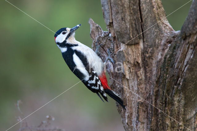 Great Spotted Woodpecker (Dendrocopos major)