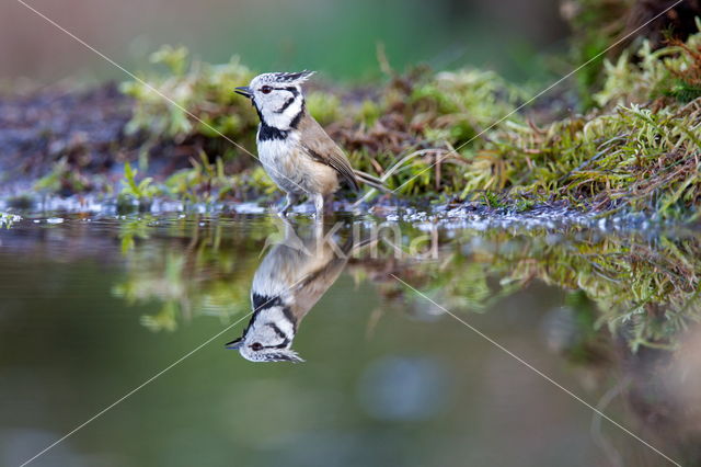 Kuifmees (Parus cristatus)