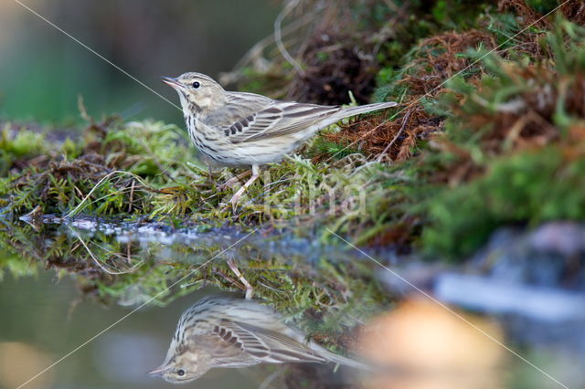 Boompieper (Anthus trivialis)