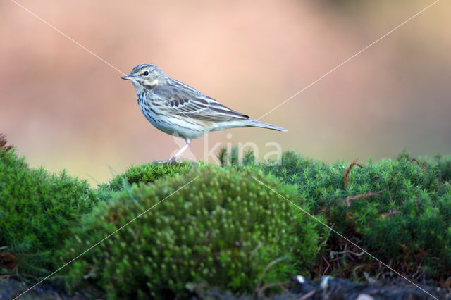 Boompieper (Anthus trivialis)