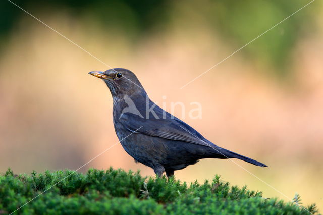 Eurasian Blackbird (Turdus merula)