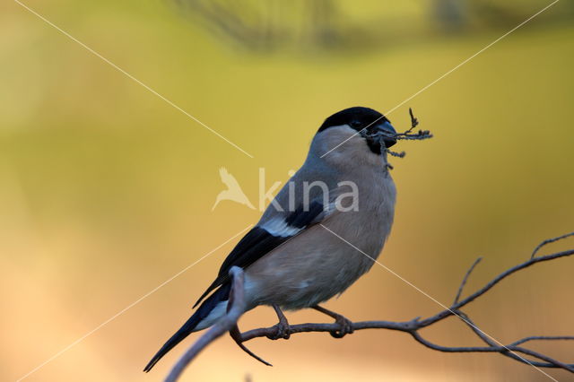 Eurasian Bullfinch (Pyrrhula pyrrhula)