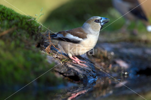 Hawfinch (Coccothraustes coccothraustes)