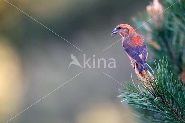 Red Crossbill (Loxia curvirostra)