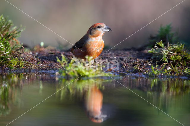 Red Crossbill (Loxia curvirostra)