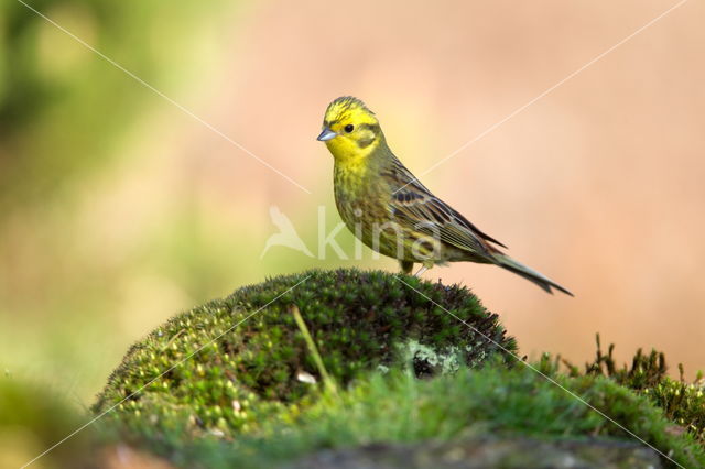 Geelgors (Emberiza citrinella)