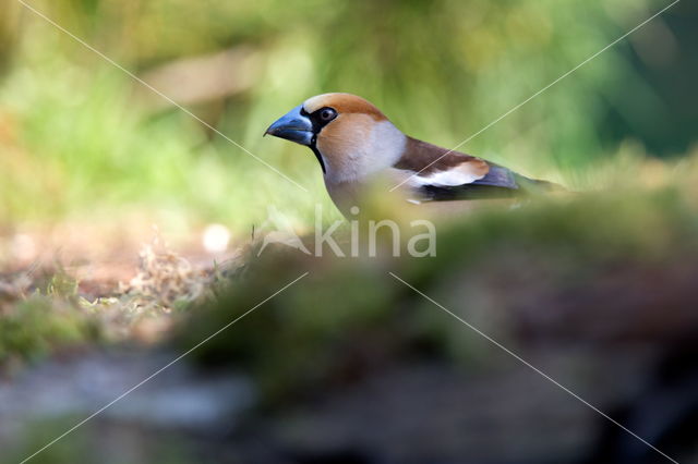 Hawfinch (Coccothraustes coccothraustes)