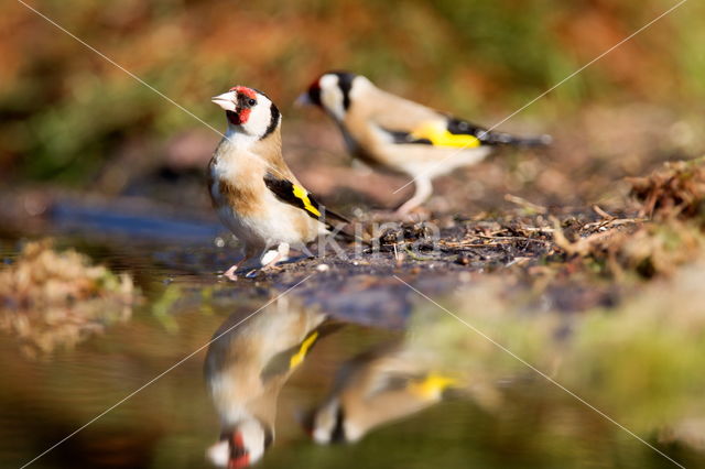 European Goldfinch (Carduelis carduelis)