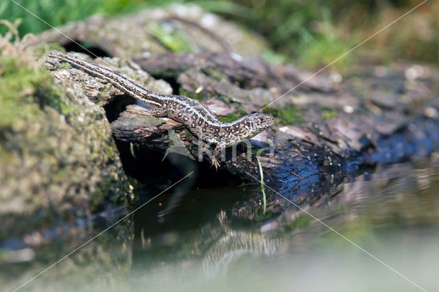 Zandhagedis (Lacerta agilis)