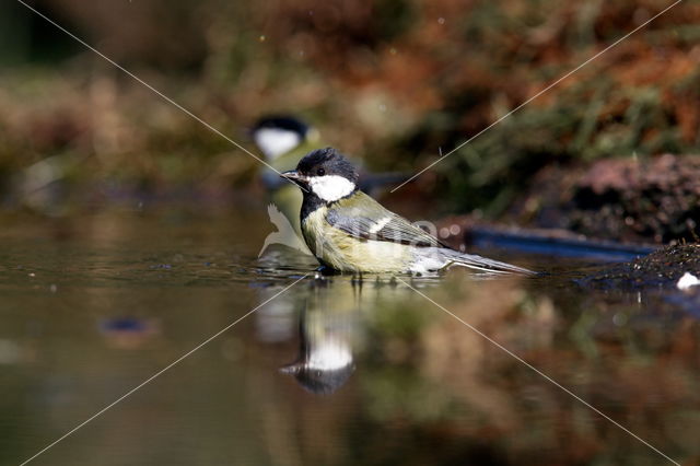 koolmees (Parus major minor)