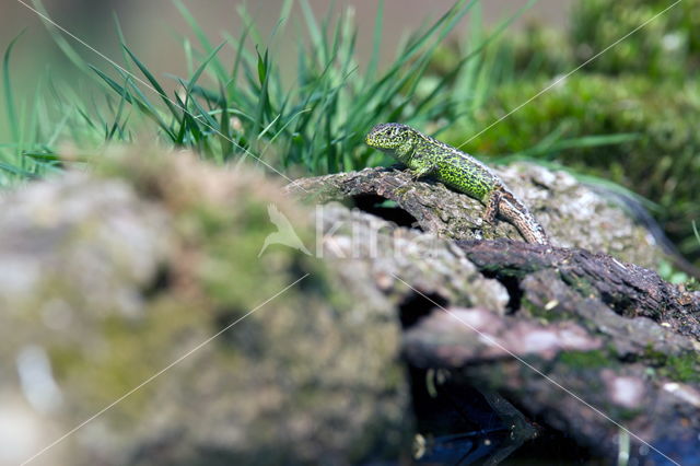 Zandhagedis (Lacerta agilis)