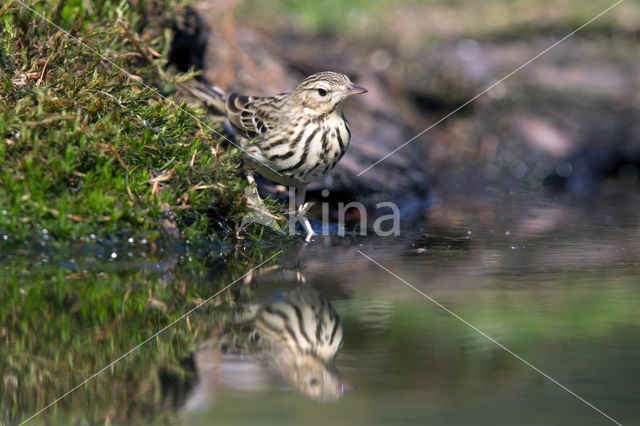 Tree Pipit (Anthus trivialis)