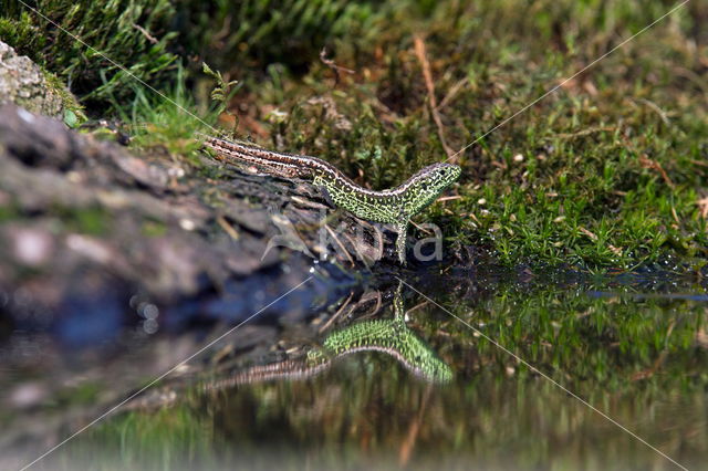 Zandhagedis (Lacerta agilis)