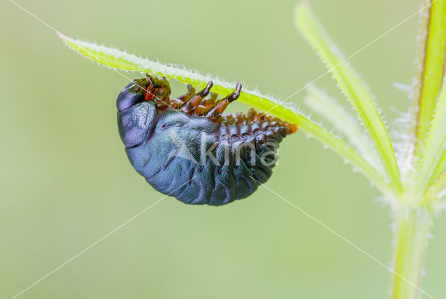 Reuzengoudhaan (Timarcha tenebricosa)