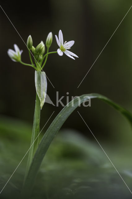 Italian garlic (allium pendulinum)