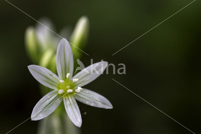 Italian garlic (allium pendulinum)