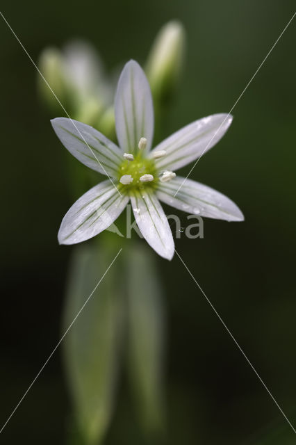 Italian garlic (allium pendulinum)