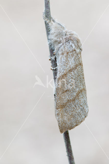 Pale Tussock (Calliteara pudibunda)