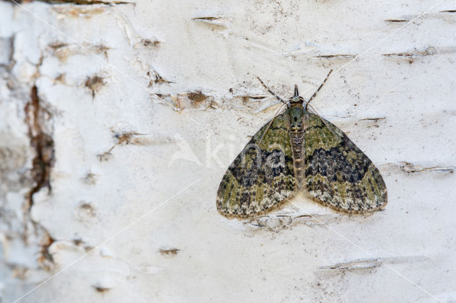 Yellow-barred Brindle (Acasis viretata)